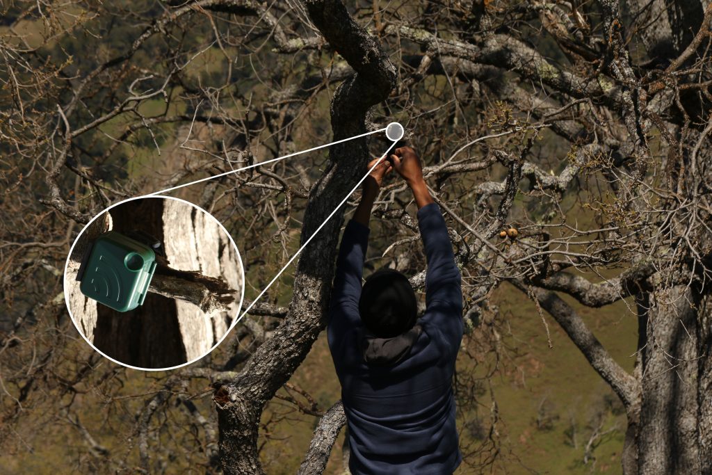 A scientist with his back towards the viewer is reaching up towards the branch of an oak tree. He is securing a device called an AudioMoth. An inset image shows a close up of this Audi recording device.