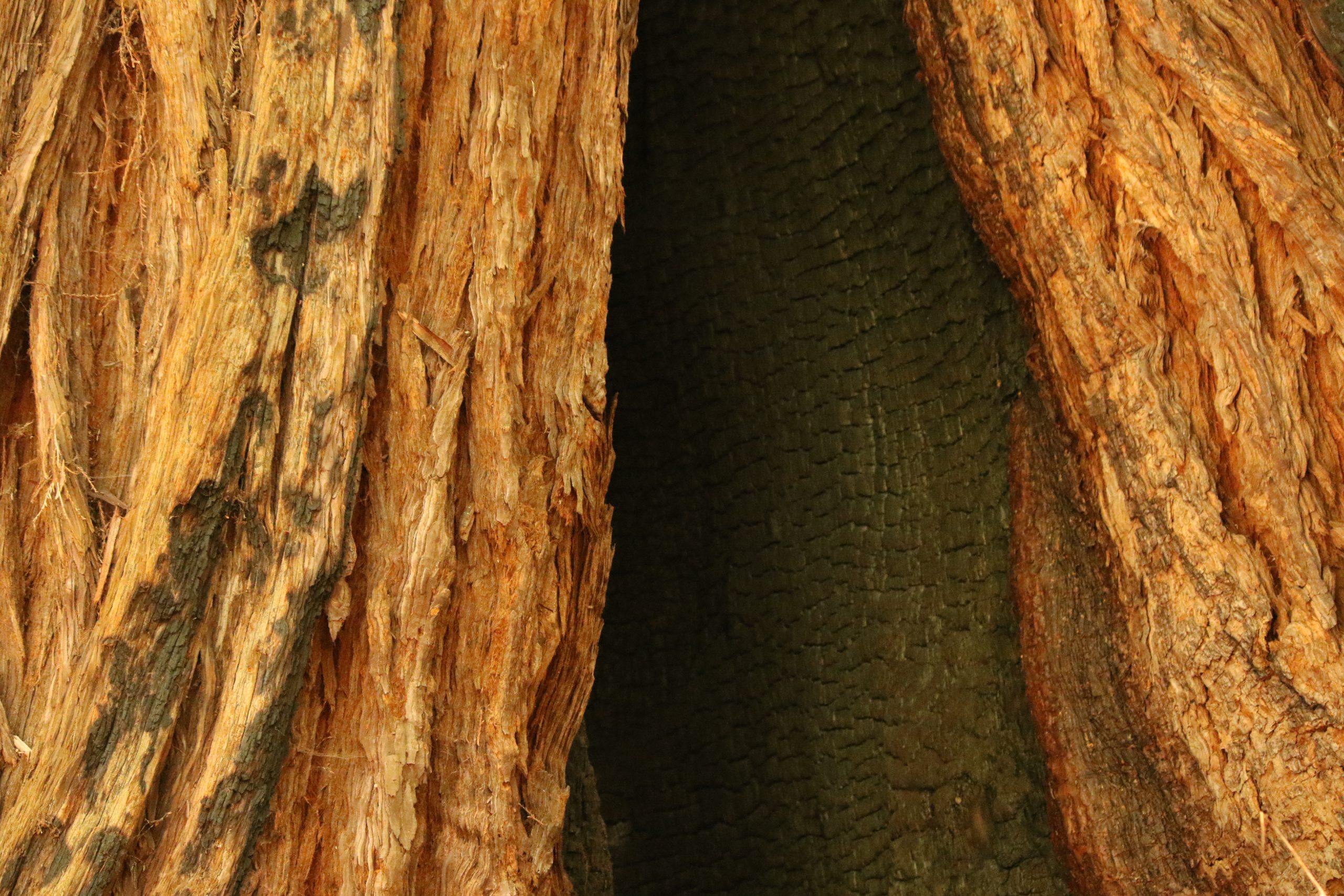 A close up of a cavity of a redwood tree that is burnt on the inside, an old wildfire scar.