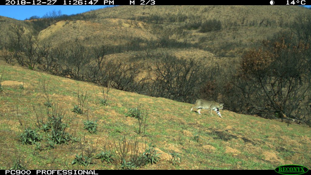 A camera trap still image of a bobcat walking across a landscape that has signs of burning. The surrounding vegetation is bare and the trunks are burnt.